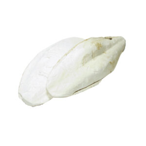 Cuttlefish Bone